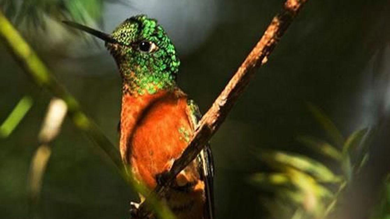 Ornithologists record in South America&#039;s Peru