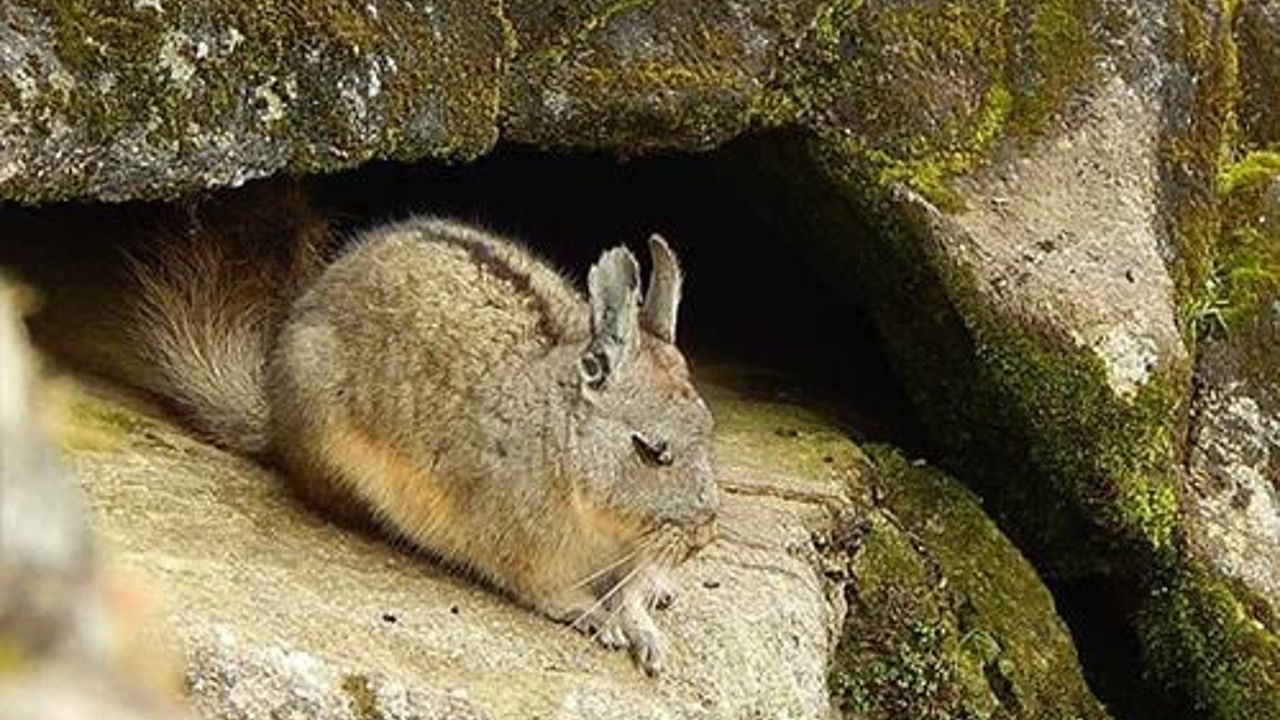 Cat-sized chinchilla found near Machu Picchu in Peru