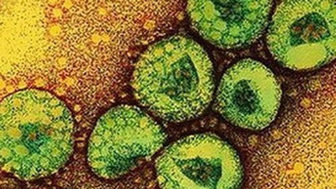 Egypt reports 1st coronavirus infection
