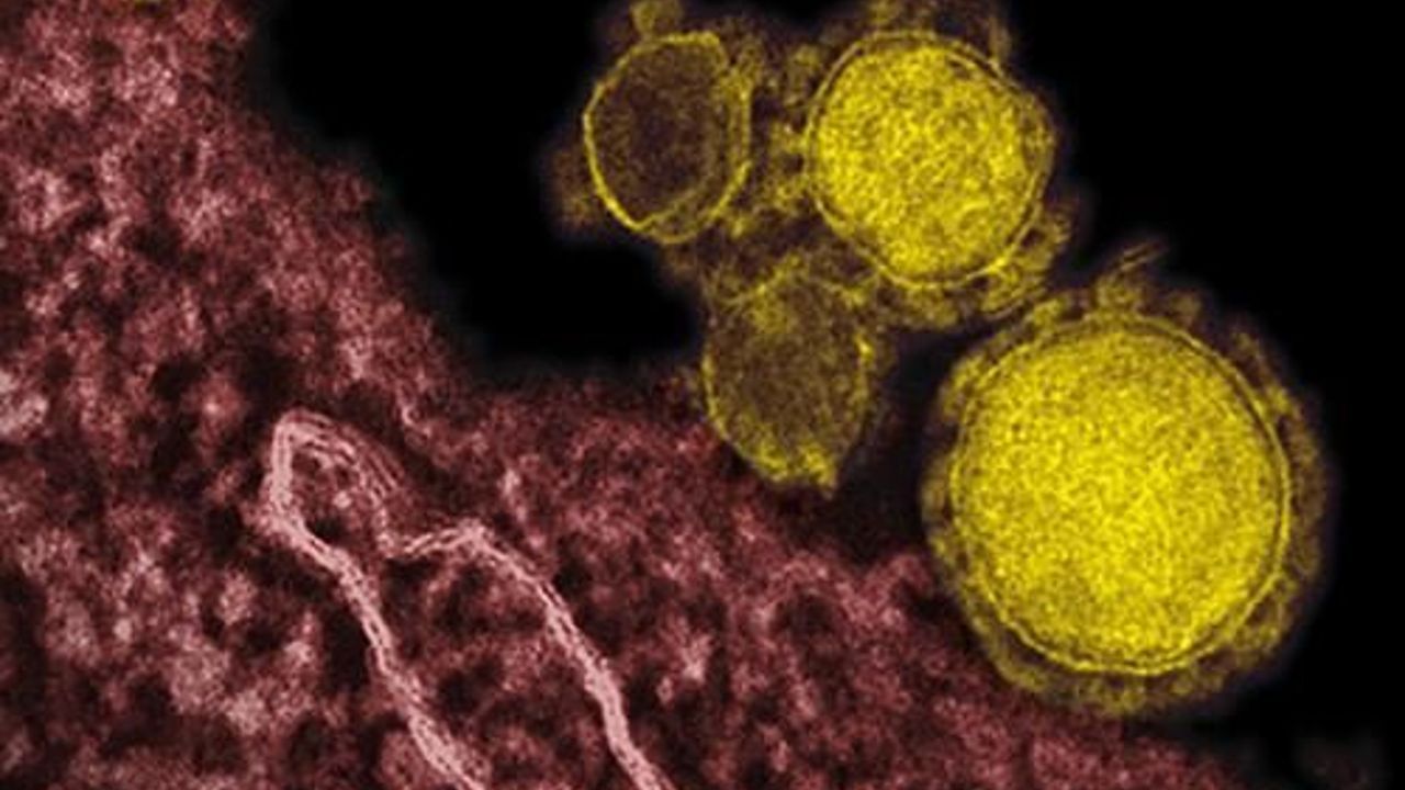 Egypt reports new suspected coronavirus infection