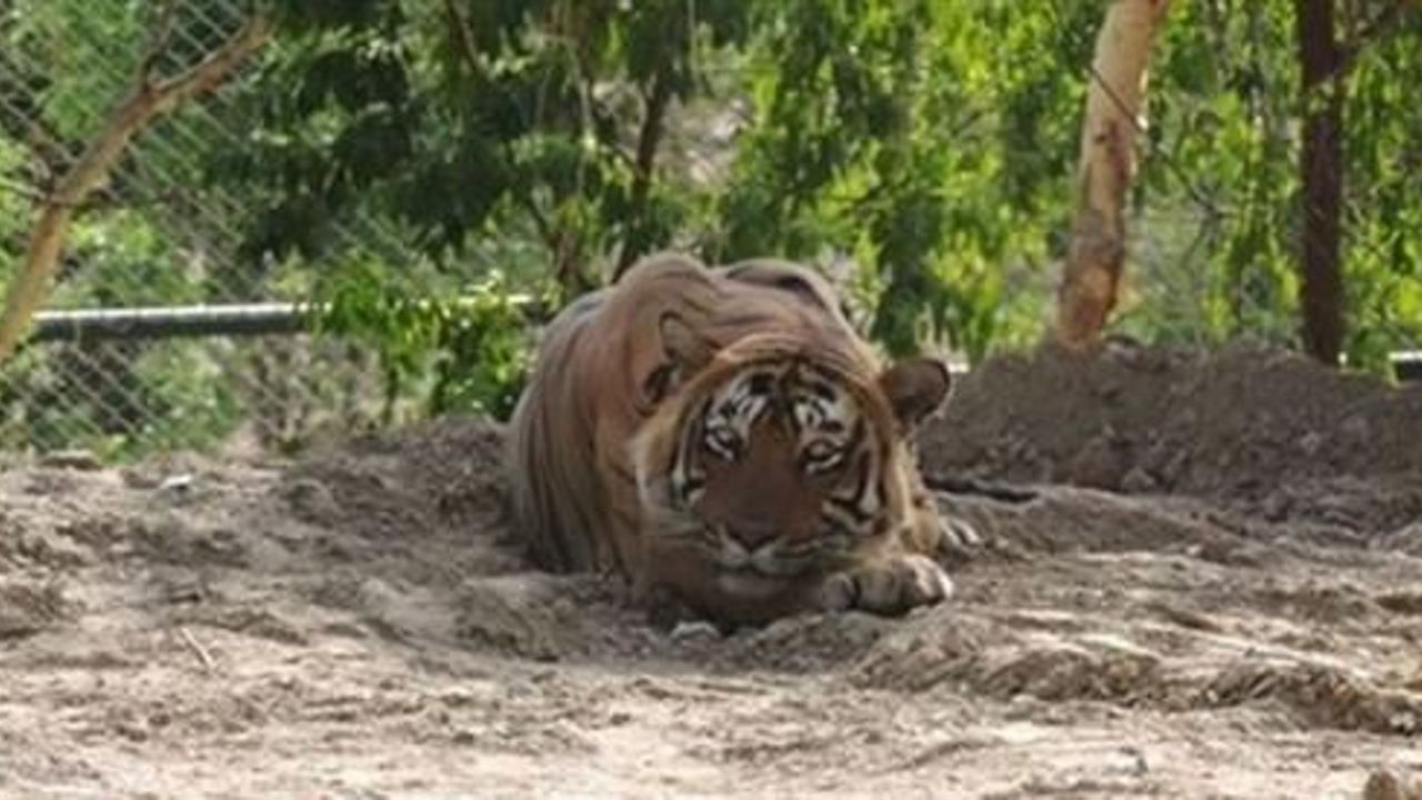 India&#039;s &#039;man-eating&#039; tiger to stay in Rajasthan zoo