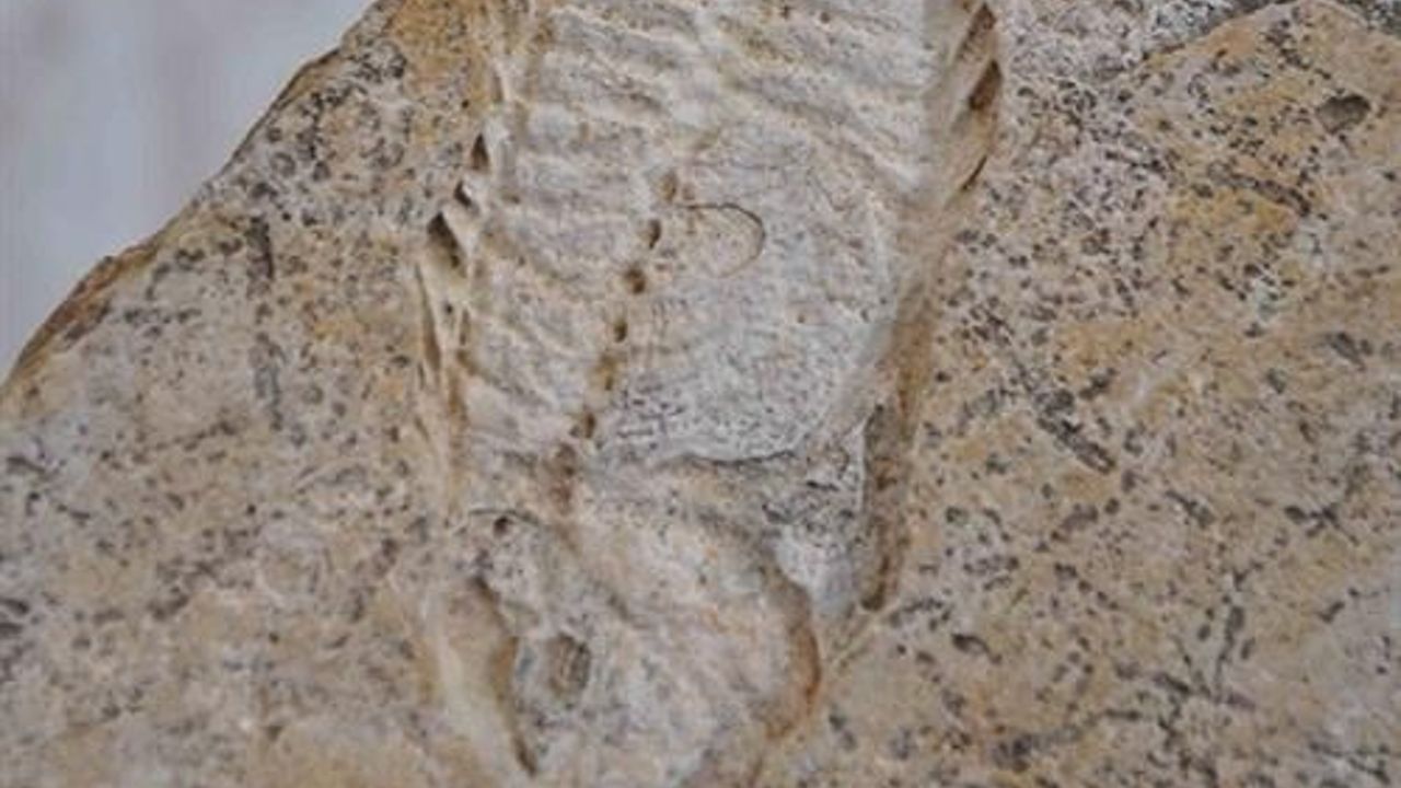 60 millon year old fish fossils found in Canada