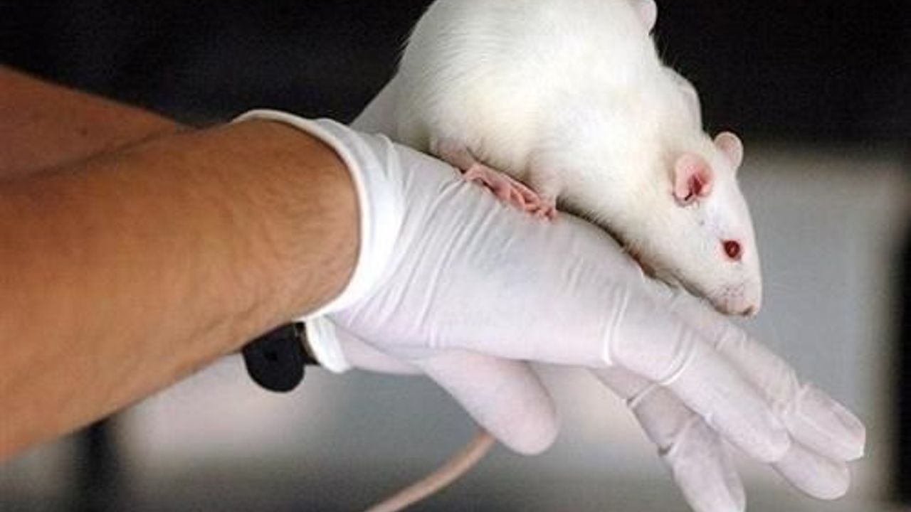 Scientists work mice brains by remote control