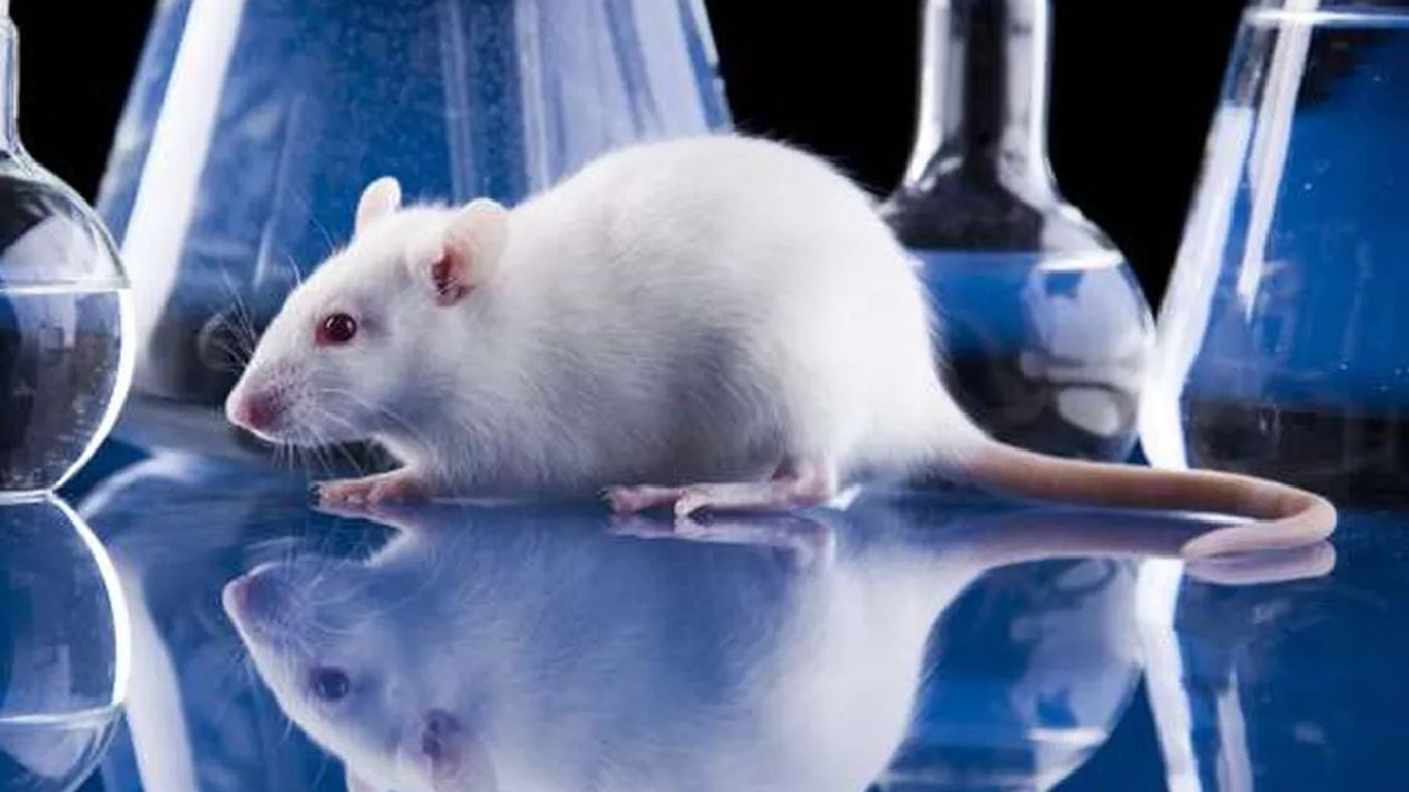 COVID-19 variants found in mice