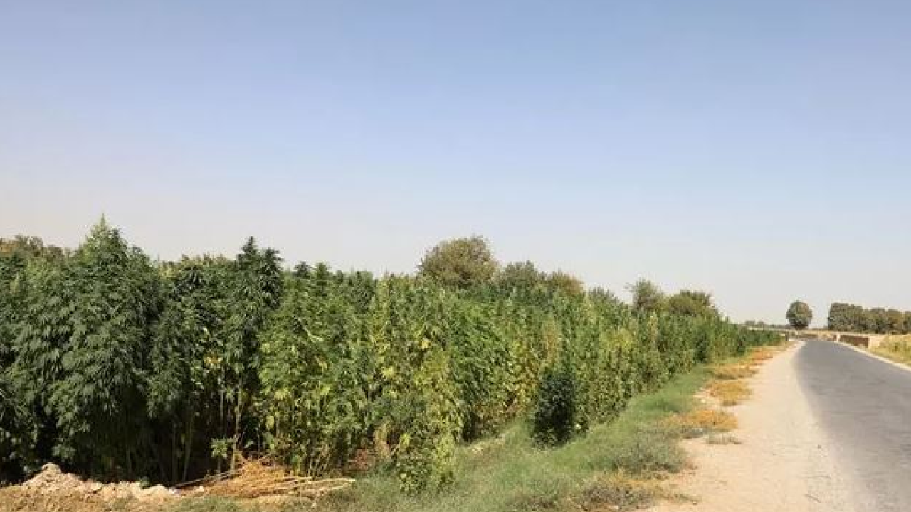 Taliban bans hemp cultivation in Afghanistan