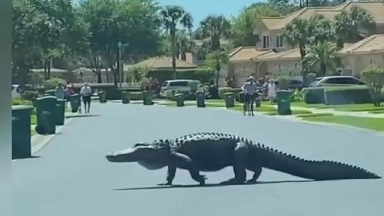 Giant crocodile seen walking on the street in the USA