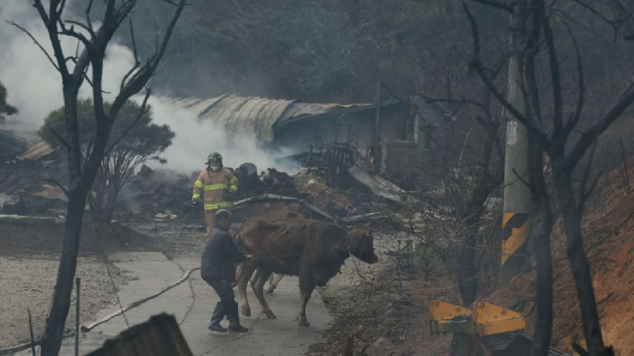 Forest fire in South Korea continues: 1 dead, 3 injured
