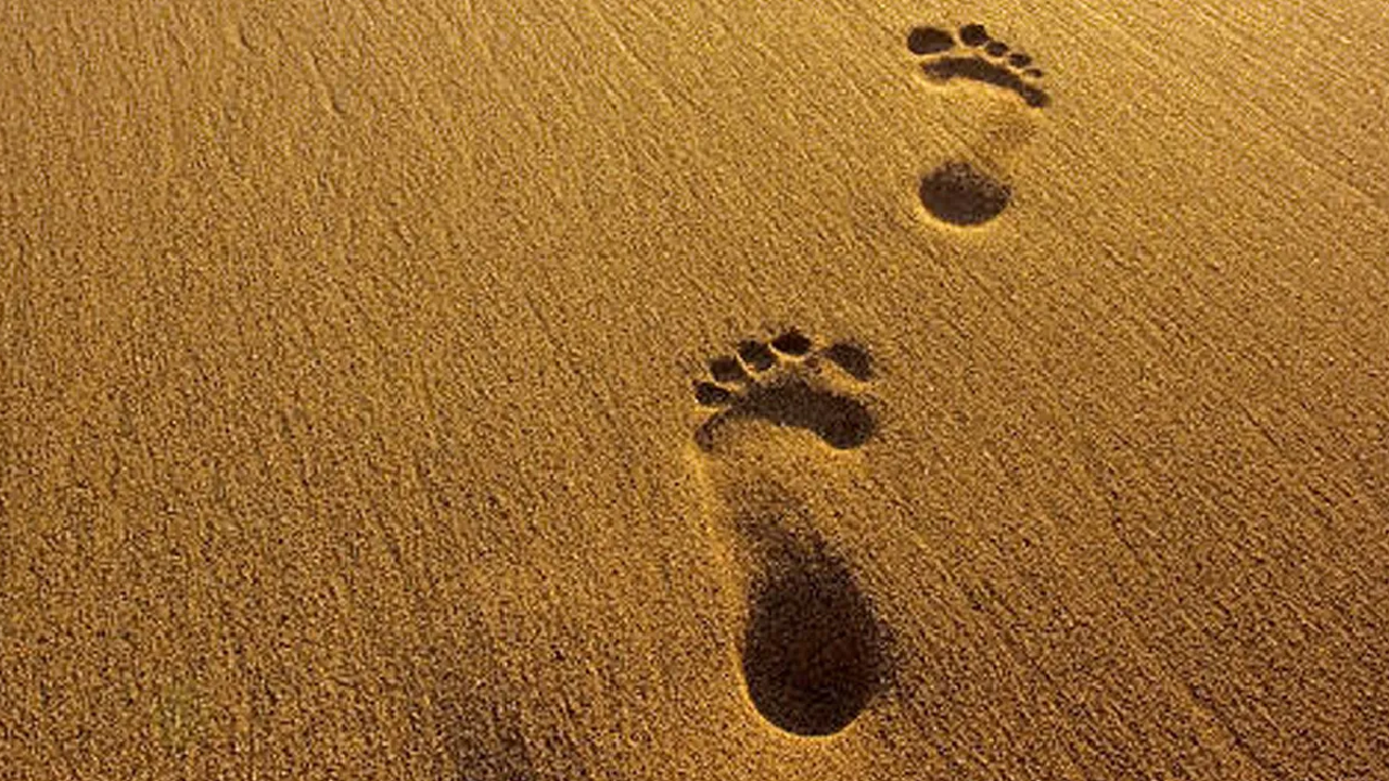 Human DNA can be detected from footprints and breath