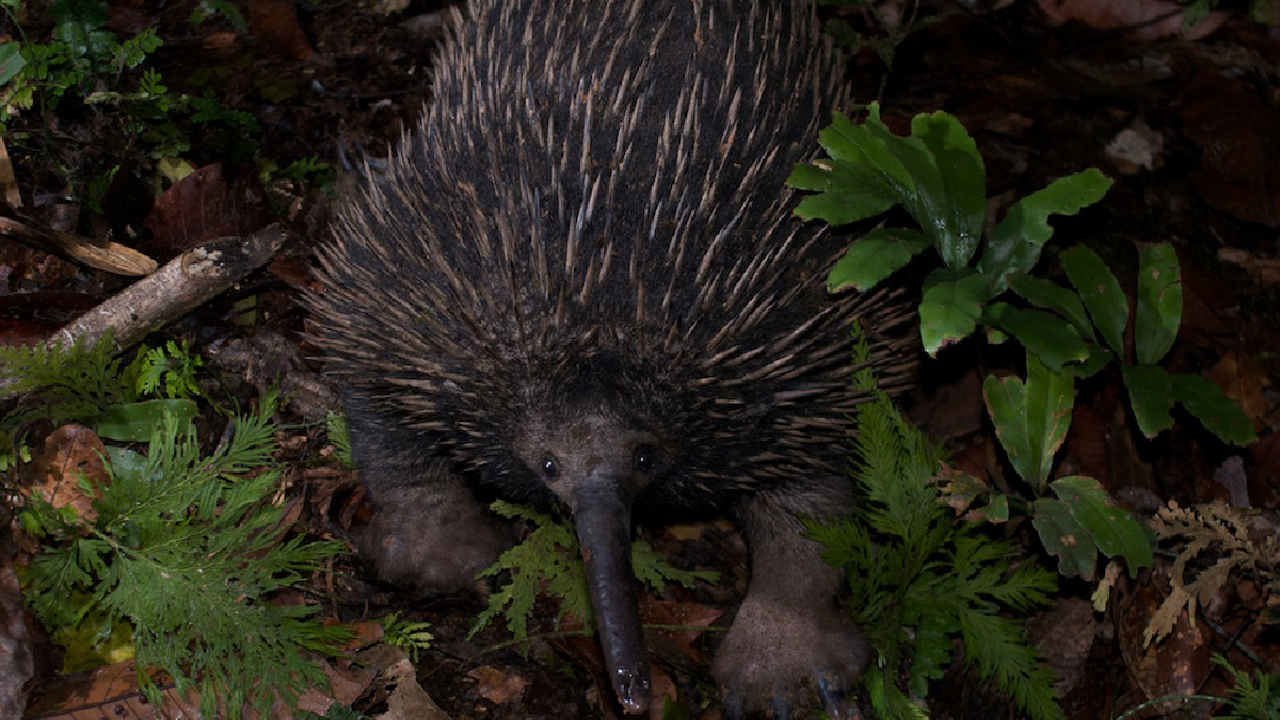Rediscovery of Attenborough&#039;s long-beaked echidna sparks hope in scientific community