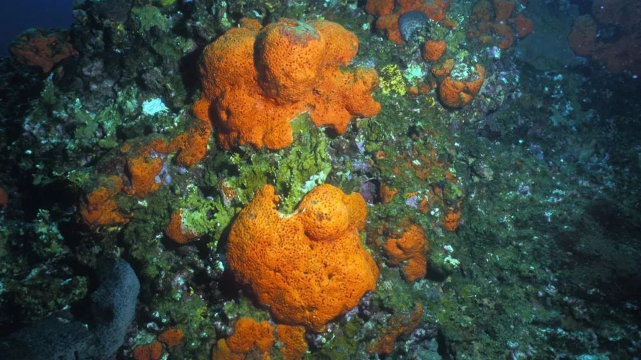 Ocean sponge skeletons unveil deeper history of global warming