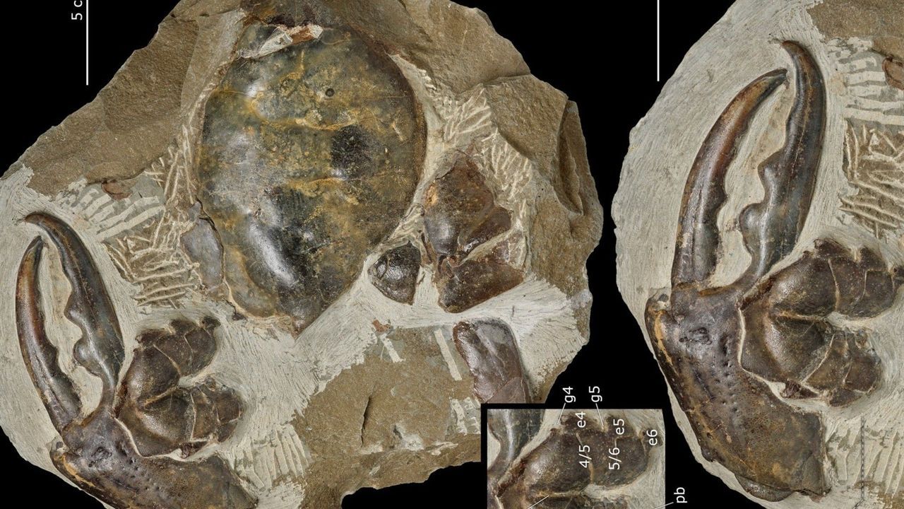Largest crab claw fossil ever found in New Zealand