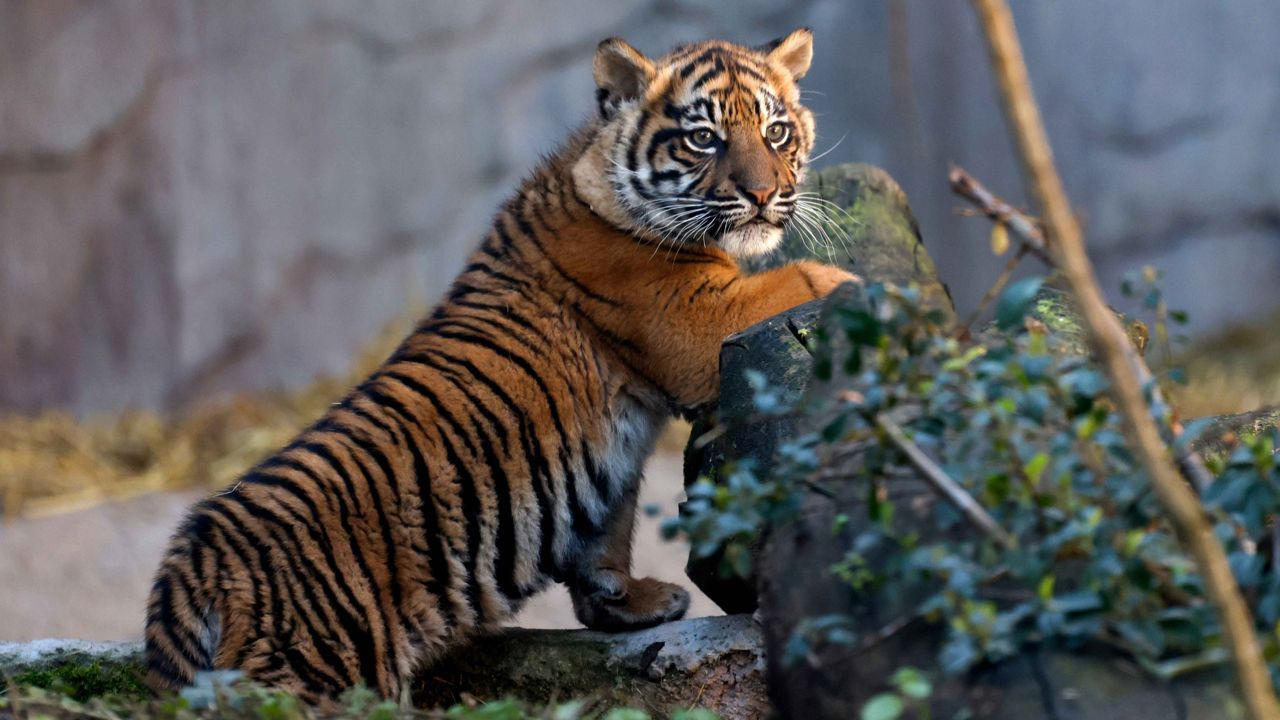Sumatran tiger debuts at Rome&#039;s Biopark Zoo