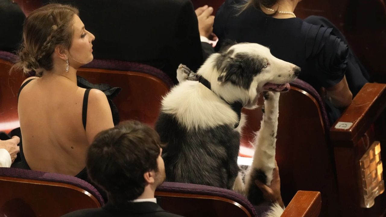 Here&#039;s how celebrity dog Messi pulled off clapping cameo at Oscars