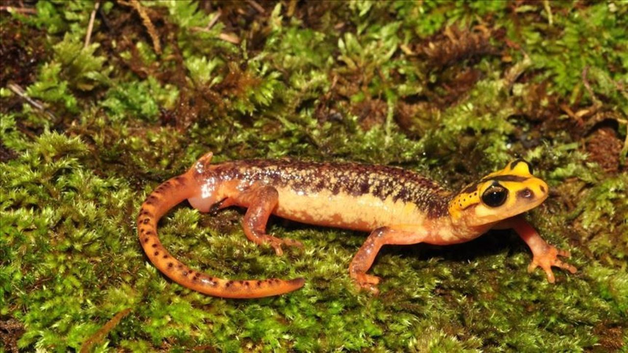 Turkish researchers lead way in global amphibian conservation efforts
