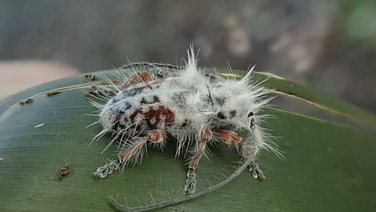 Australian scientist discovers new fluffy beetle species