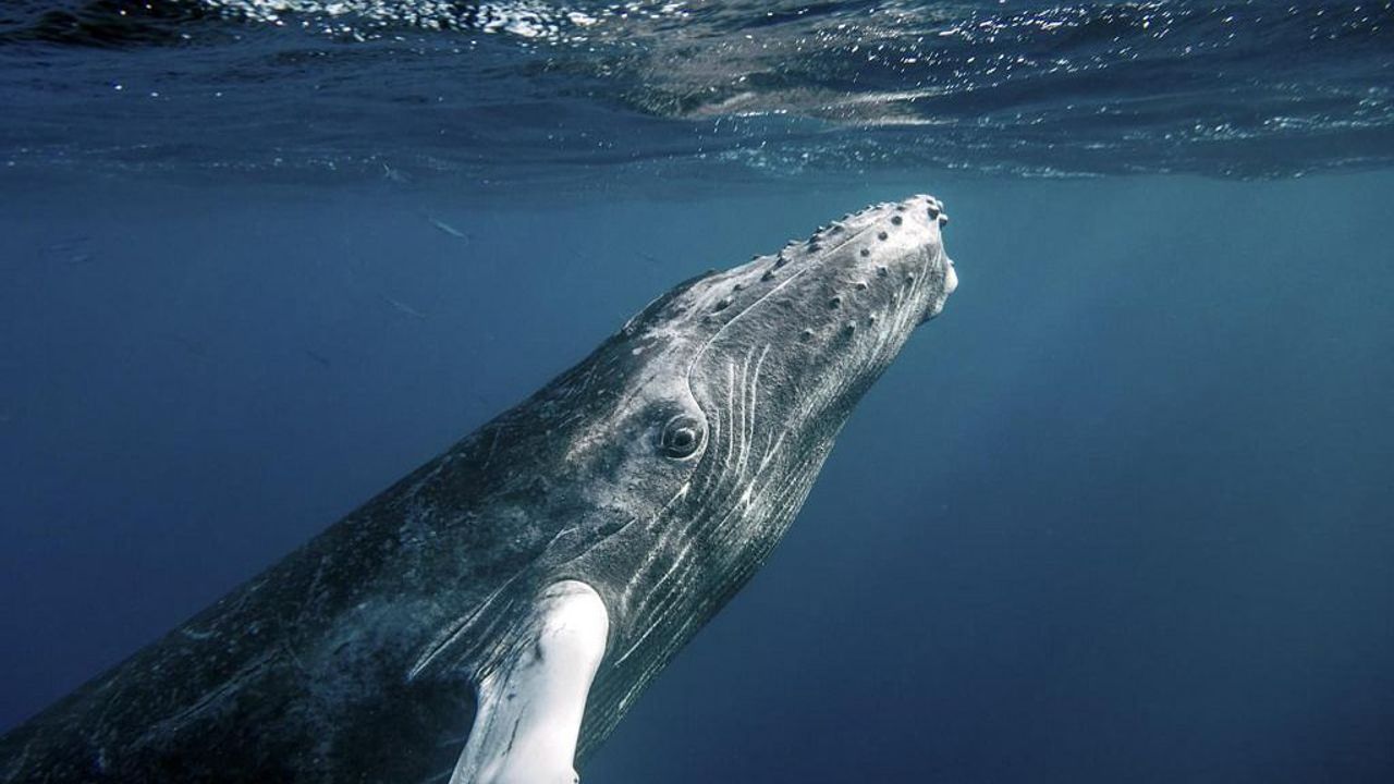 Merging AI, whale communication in search for universal language