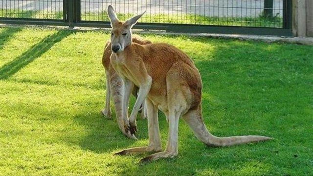 Court claims Australian teen planned exploding kangaroo