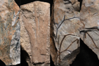 England unearths oldest known forest, dating back 390 million years