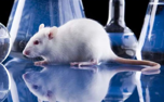 COVID-19 variants found in mice