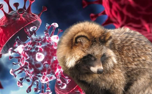 Infected animals may be the main source of the coronavirus