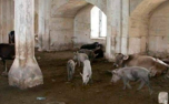 Armenians in Karabakh use mosque as barn: Azerbaijani Ministry