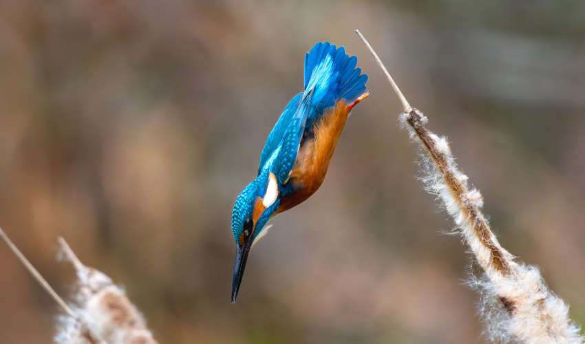 Exploring Istanbul's Ataturk Urban Forest: Kingfisher