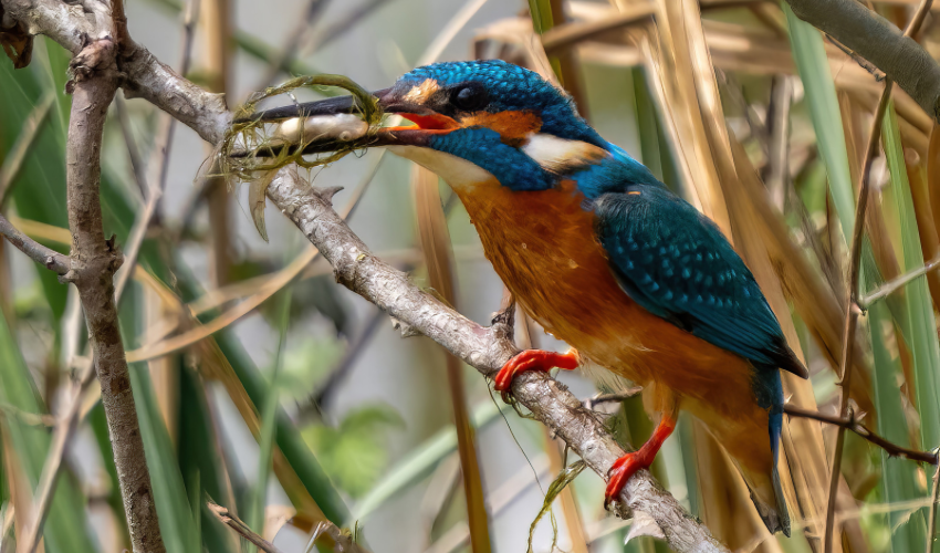 Exploring Istanbul's Ataturk Urban Forest: Kingfisher