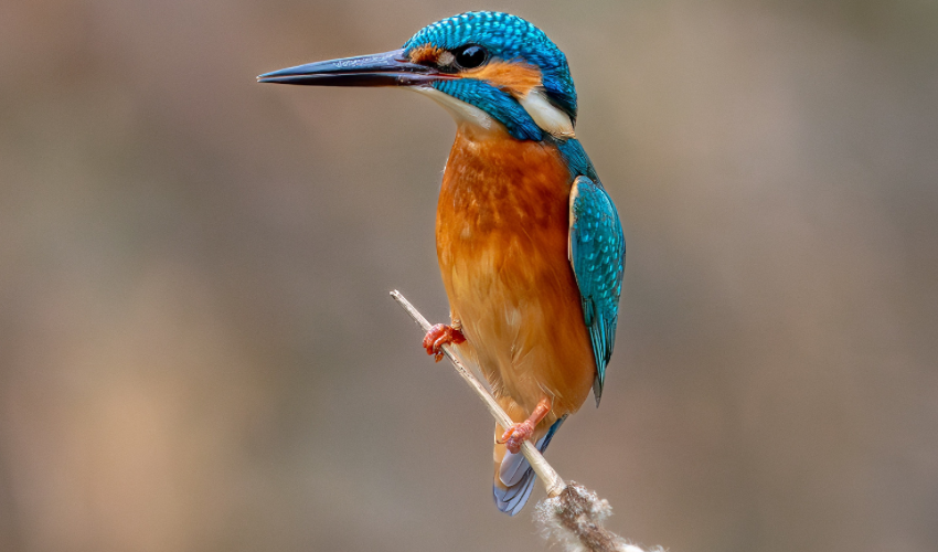 Exploring Istanbul's Ataturk Urban Forest: Kingfisher