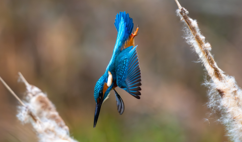 Exploring Istanbul's Ataturk Urban Forest: Kingfisher