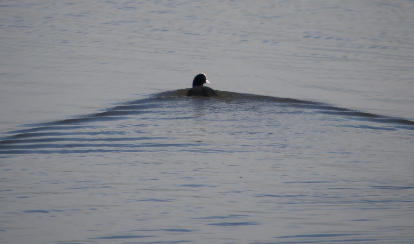 Türkiye's census records 157,503 waterbirds in 30 wetlands