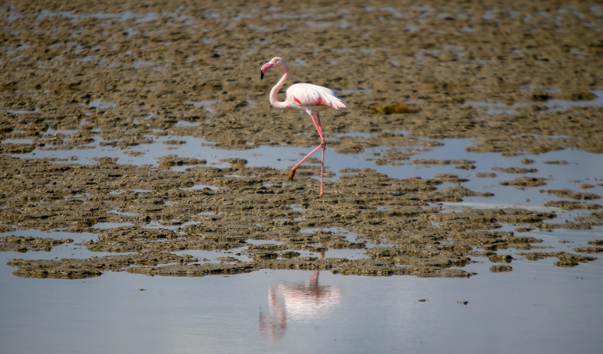 Türkiye's census records 157,503 waterbirds in 30 wetlands