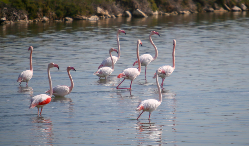 Türkiye's census records 157,503 waterbirds in 30 wetlands