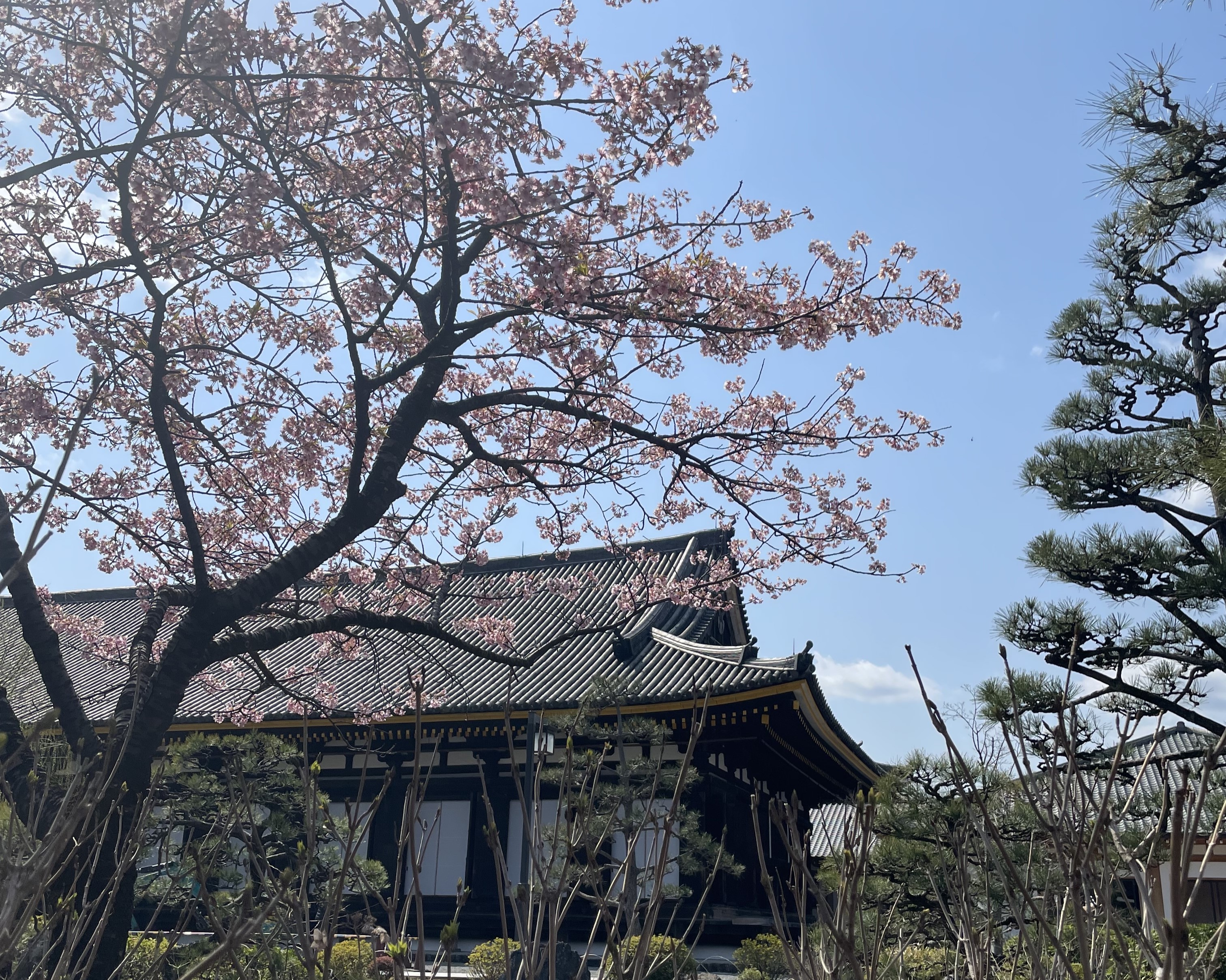 People flock to parks and temples as cherry blossoms bloom in Japan