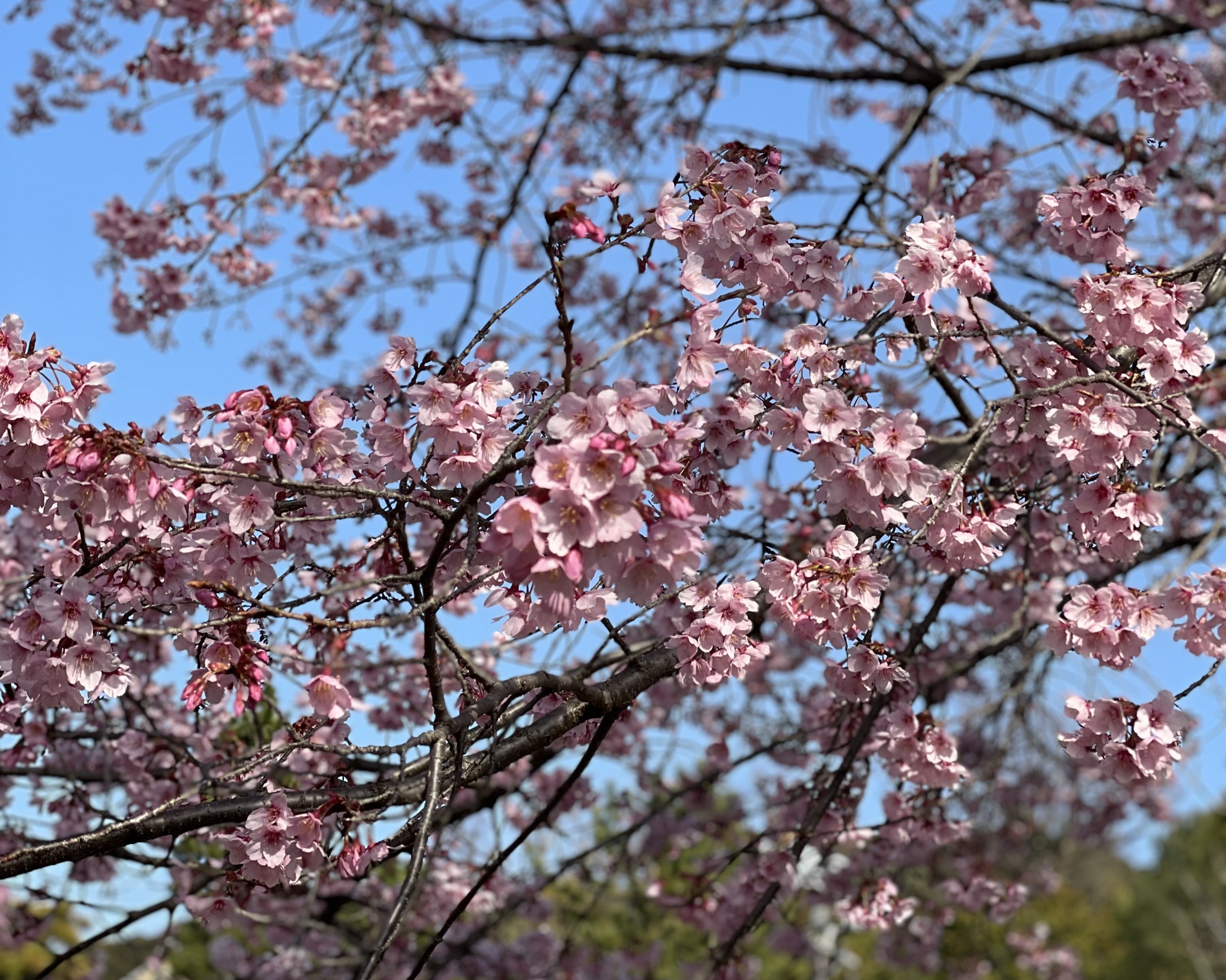 People flock to parks and temples as cherry blossoms bloom in Japan