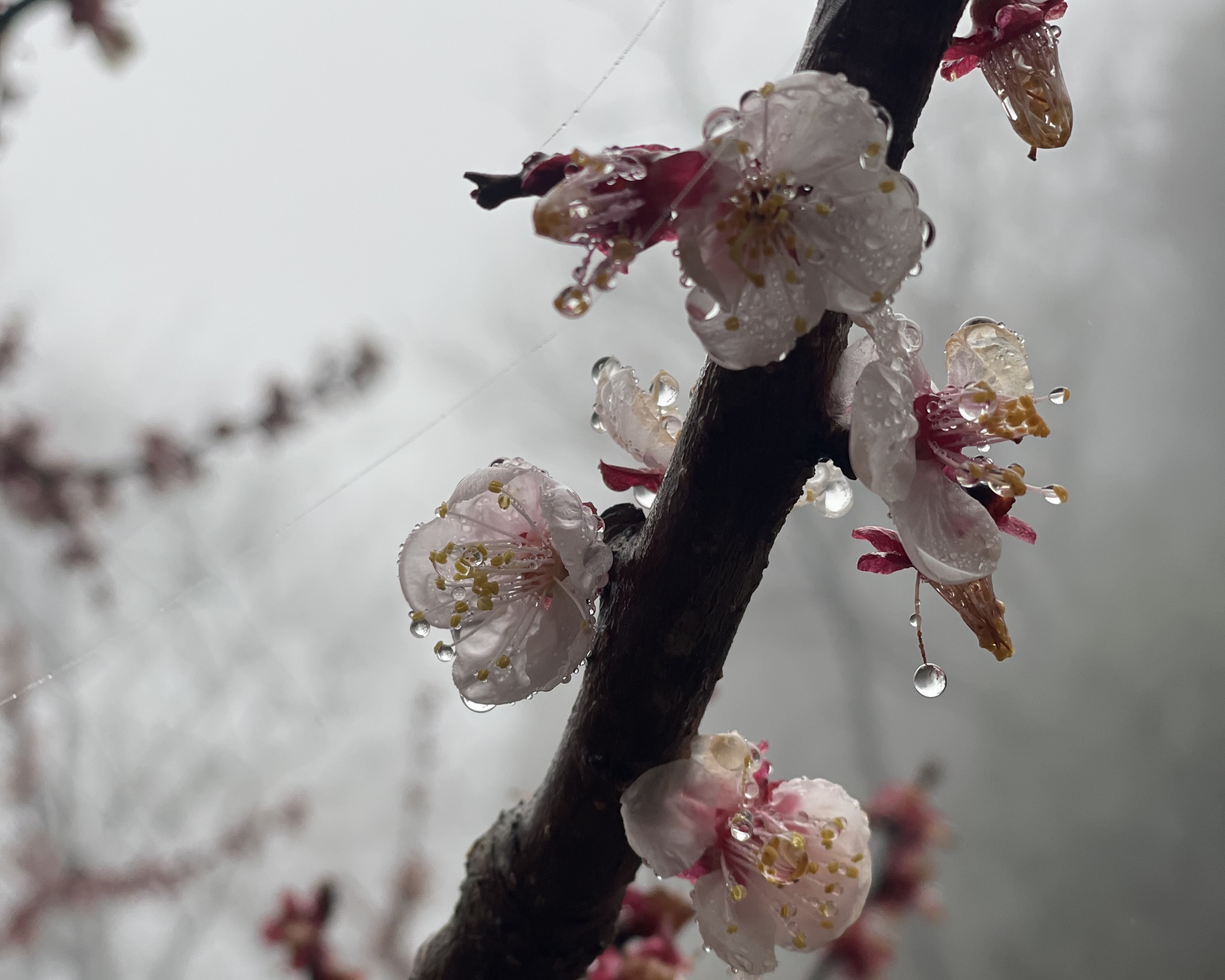 People flock to parks and temples as cherry blossoms bloom in Japan