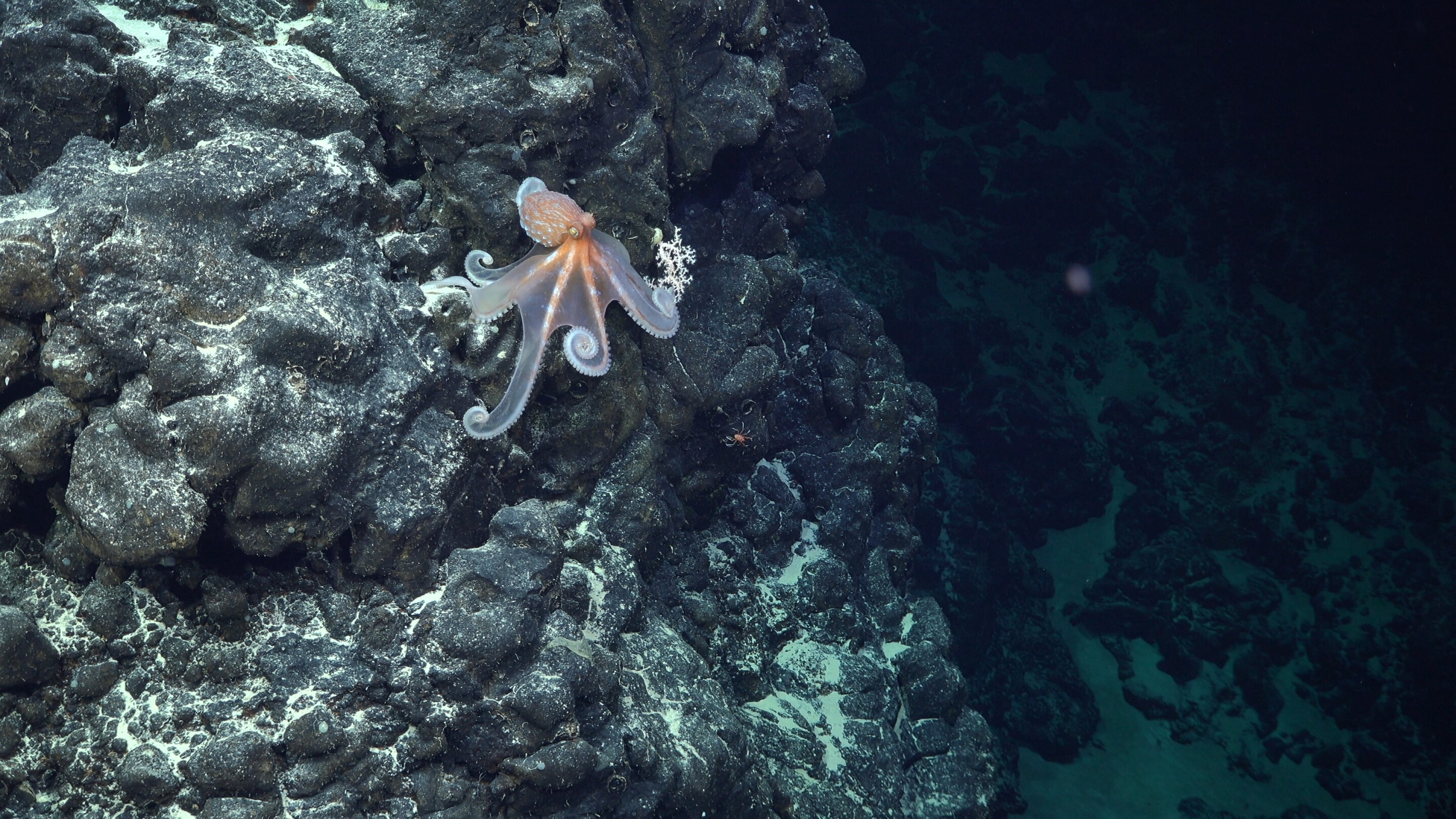 International research team discovers more than 50 new marine species