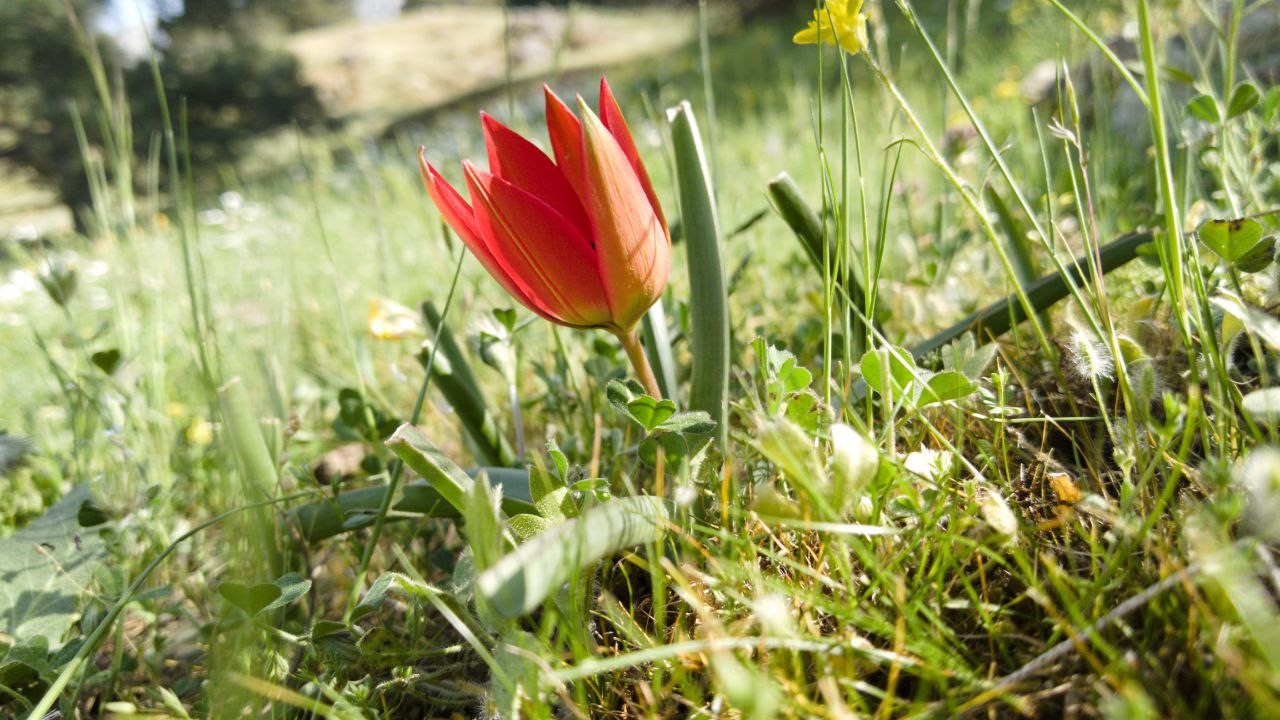 Nearly $12K fine for picking once-blooming tulips