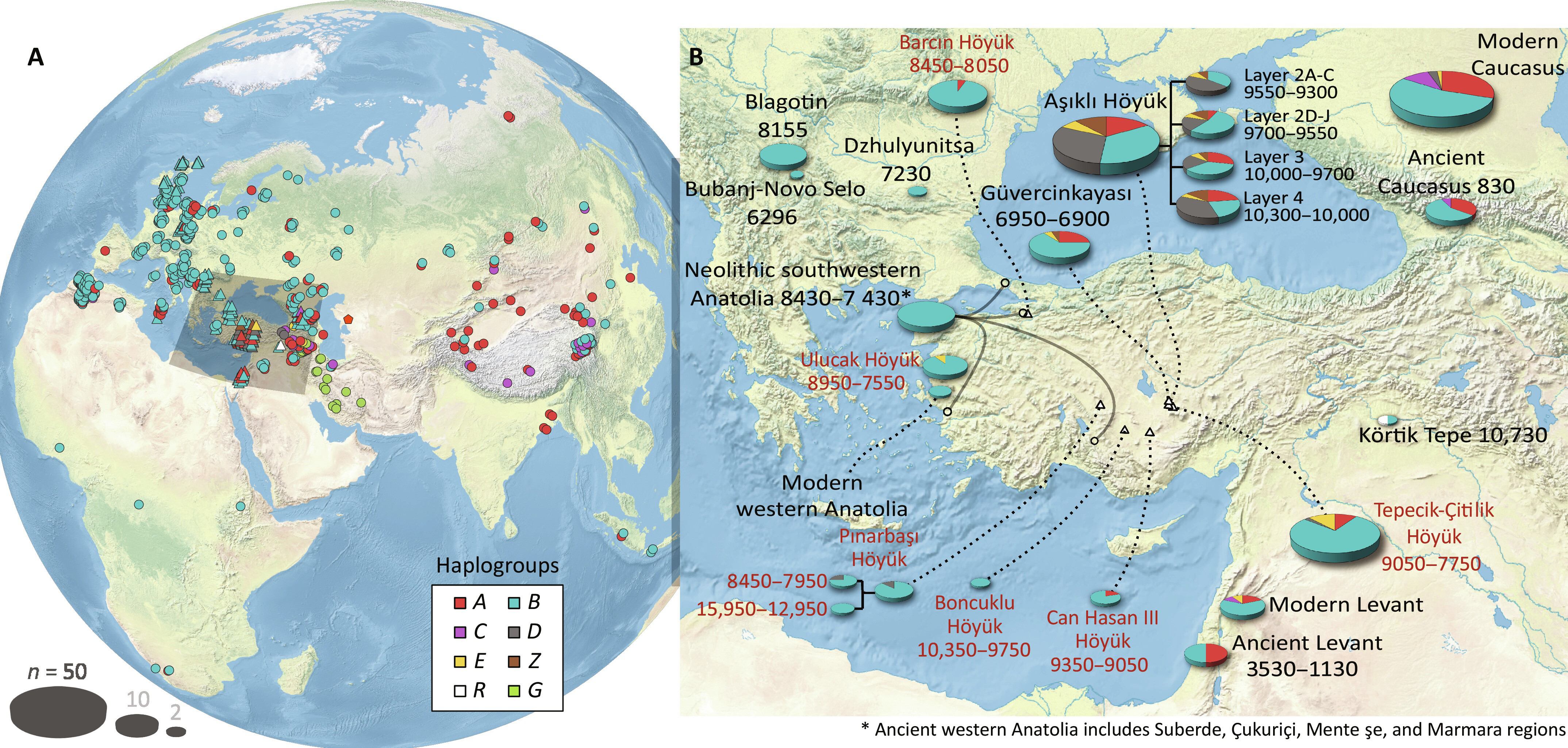 Research reveals unexpected diversity in early domesticated sheep