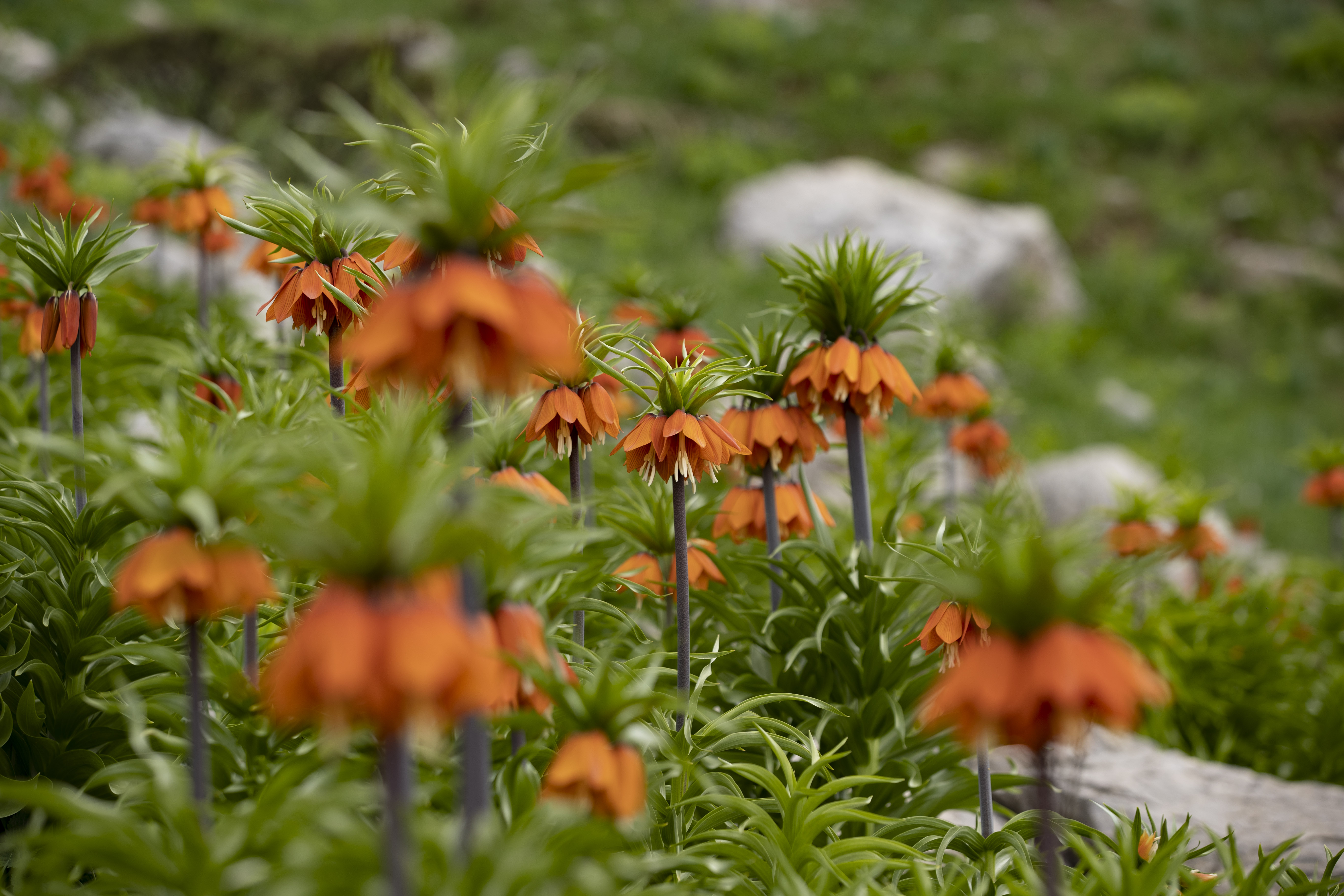 Inverted tulips add beauty to Anatolia's Mercan Mountains in Spring