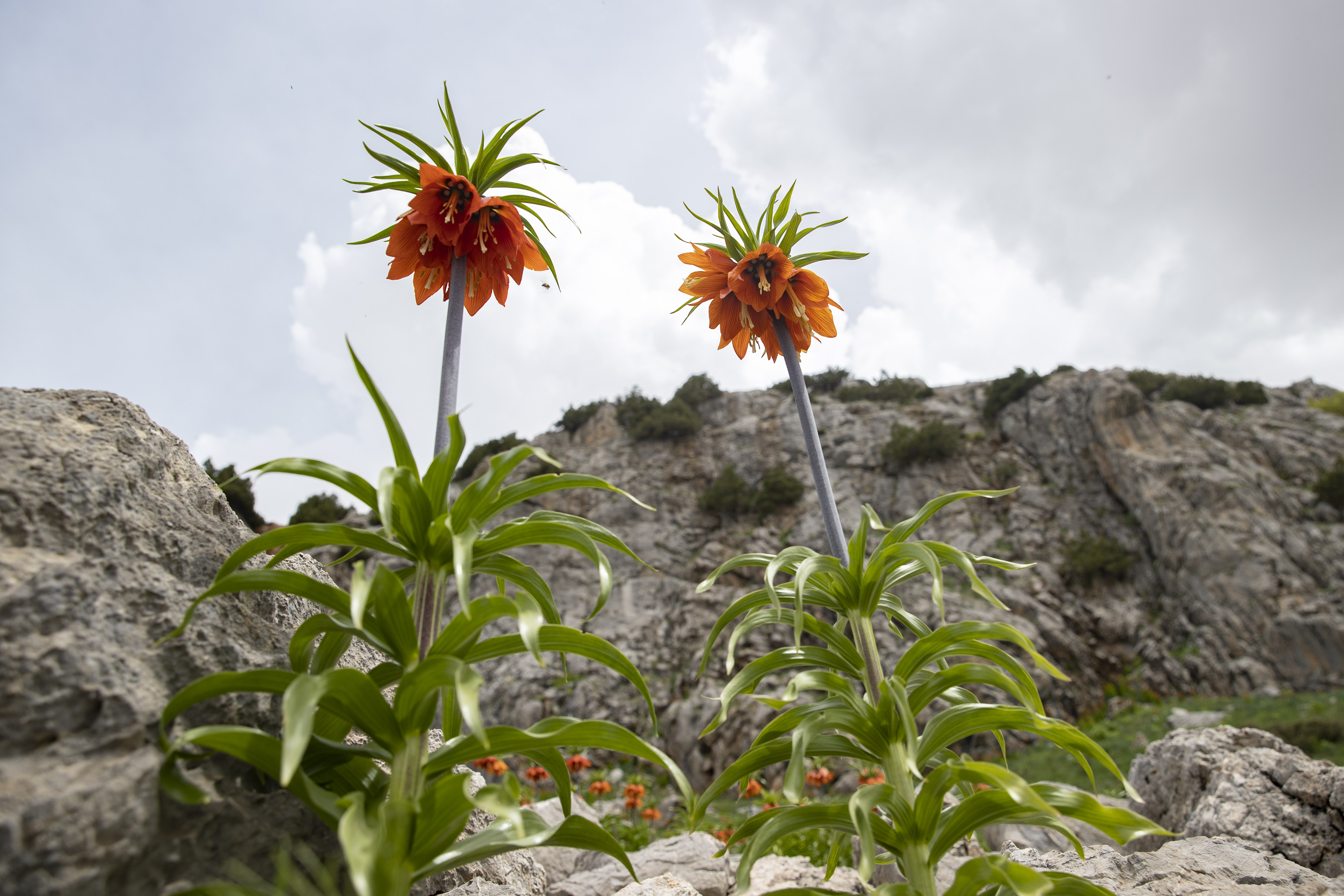 Inverted tulips add beauty to Anatolia's Mercan Mountains in Spring