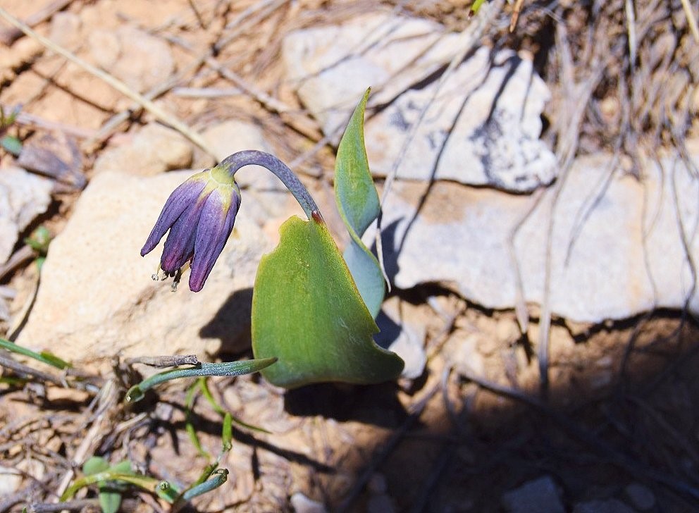 Penalty for plucking these two flowers in Türkiye is high