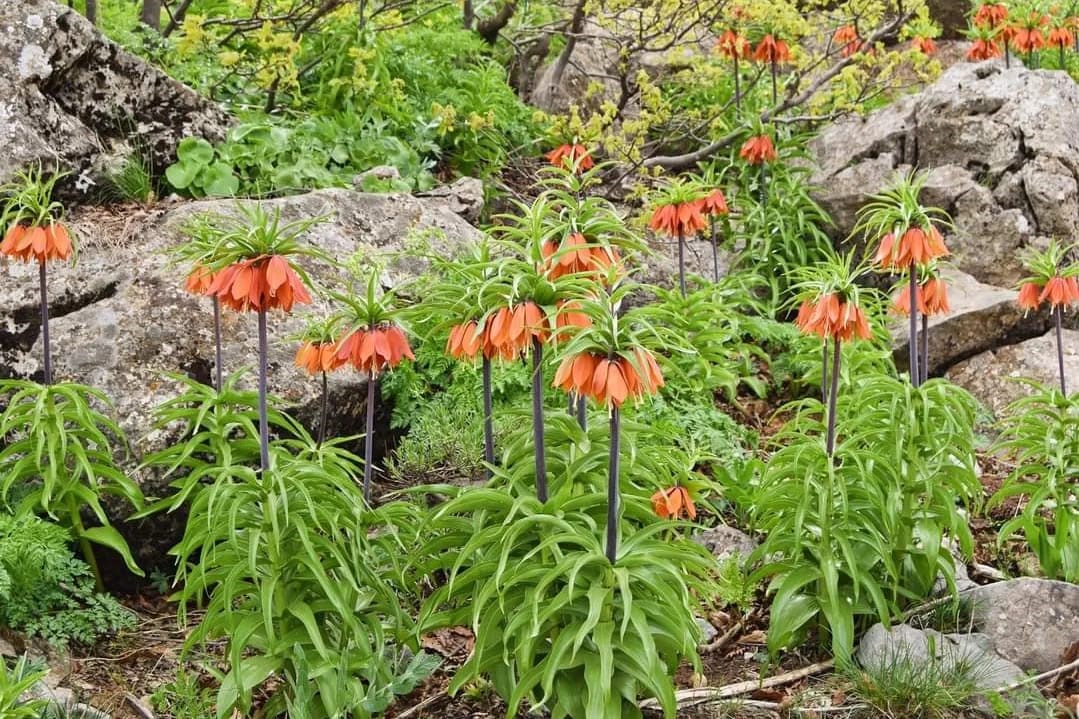 Penalty for plucking these two flowers in Türkiye is high