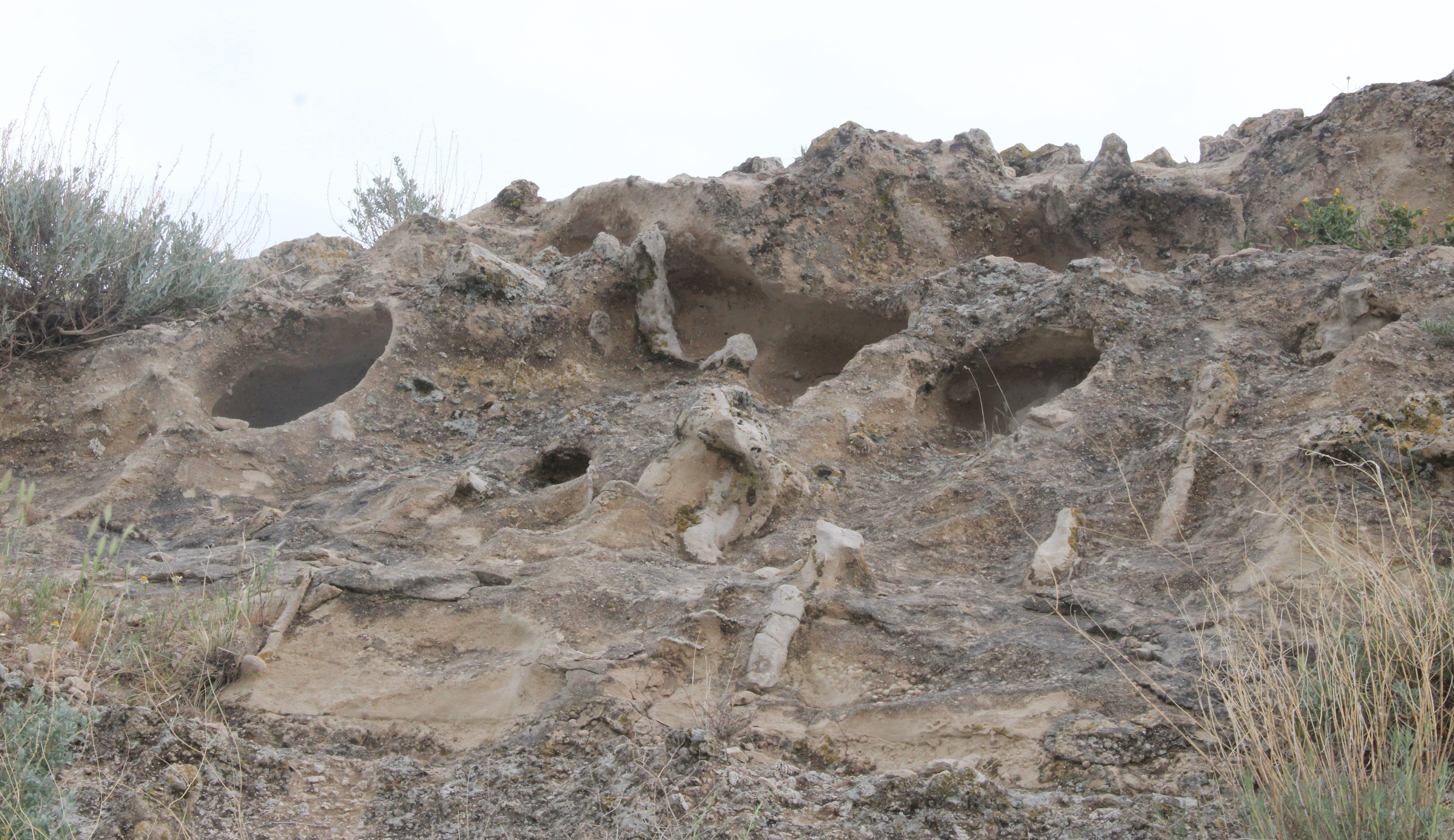 10 million-year-old tree fossils found in Kayseri, Türkiye
